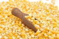 Corn seeds and brown wooden scoop Royalty Free Stock Photo