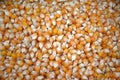 Corn seeds.It is delicious and healthy food. Fast yielding seed Royalty Free Stock Photo