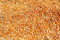 Corn seeds are dried in the sun Royalty Free Stock Photo
