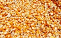 Corn seeds are dried in the sun ,texture of dry corn seeds Royalty Free Stock Photo
