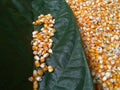 Corn seeds on the leaves of a brown tree set in corn seeds Royalty Free Stock Photo
