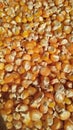 Corn seeds orange color seades