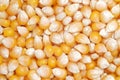 Corn seeds pattern Royalty Free Stock Photo