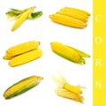 Corn set Royalty Free Stock Photo