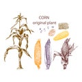 Corn, set of images of ears of corn, plants, grains, cereal plant