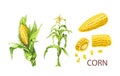Corn, set of images of ears of corn, plants, grains, color, cereal plant