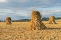 Corn Shocks in Farm Field Royalty Free Stock Photo