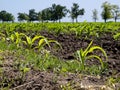 Corn shoots Royalty Free Stock Photo