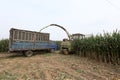 Corn silage harvester in farmland, North China Plain Royalty Free Stock Photo