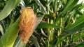 Corn silk in the field