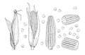 Corn sketch. Sweet botanical plant. Isolated vintage healthy corns, hand drawn cobs and grains. Farming and harvest