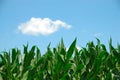 Corn and Sky