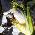 Corn smut is a desease caused by the pathologic fungus Ustilago maydis