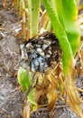 Corn smut and galls on an esr of field corn