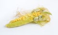 Corn smut is a plant disease caused by the pathogenic fungus Ustilago maydis. On white background