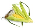 Corn smut is a plant disease caused by the pathogenic fungus Ustilago maydis. On white background