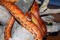 Corn snake Royalty Free Stock Photo