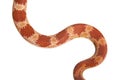 Corn Snake Royalty Free Stock Photo