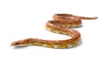 Corn snake