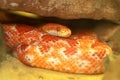 Corn snake