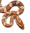 Corn Snake Royalty Free Stock Photo