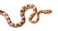 Corn Snake Royalty Free Stock Photo