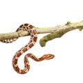 Corn Snake Royalty Free Stock Photo
