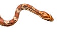 Corn Snake Royalty Free Stock Photo