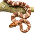 Corn Snake Royalty Free Stock Photo