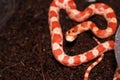Baby dark red albino patterned pet snake