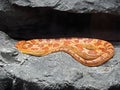 Corn Snake Coiled in The Cave Royalty Free Stock Photo