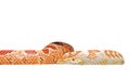 Corn Snake Coiled on White Background, Clipping Path Royalty Free Stock Photo