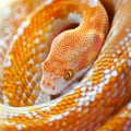 corn snake is coiled loosely showcasing its striking orange and red patterns against a clean white backdrop. The Royalty Free Stock Photo