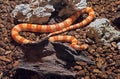 Corn Snake Coiled on Nature Background Royalty Free Stock Photo