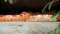 Corn Snake Coiled on Nature Background Royalty Free Stock Photo