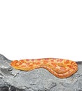 Corn Snake Coiled on The Rock on White Background, Clipping Path Royalty Free Stock Photo