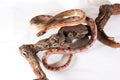 Corn snake isolated Royalty Free Stock Photo