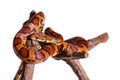 Corn snake isolated Royalty Free Stock Photo