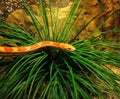 Corn snake Royalty Free Stock Photo