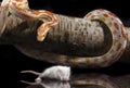 Corn snake is eating a white mouse, close-up, indoor studio shot Royalty Free Stock Photo