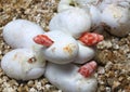 Coral Snow Baby Snake Hatching from where eggs Royalty Free Stock Photo