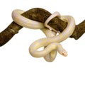 Corn Snake - Elaphe guttata Royalty Free Stock Photo