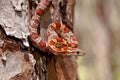 Corn Snake