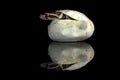 Corn snake hatching from an egg in captivity reflected on a black background Royalty Free Stock Photo