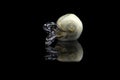 Corn snake hatching from an egg in captivity reflected on a black background Royalty Free Stock Photo