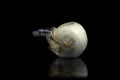 Corn snake hatching from an egg in captivity reflected on a black background Royalty Free Stock Photo