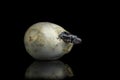 Corn snake hatching from an egg in captivity reflected on a black background Royalty Free Stock Photo