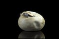 Corn snake hatching from an egg in captivity reflected on a black background Royalty Free Stock Photo