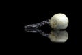 Corn snake hatching from an egg in captivity reflected on a black background Royalty Free Stock Photo