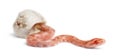 Corn snake hatching, Pantherophis guttatus Royalty Free Stock Photo